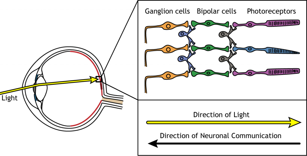 Illustration showing light passing through the retinal cell layers to activate photoreceptors. Details in caption.