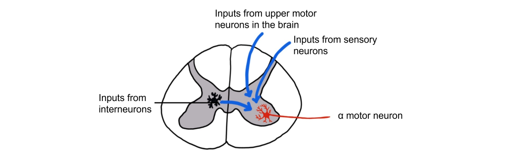 Image of the different inputs for the alpha motor neurons in the spinal cord. Details in caption and text.