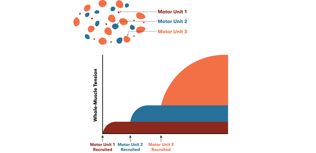 Graph showing motor unit recruitment for three different motor units. Details in caption and text.