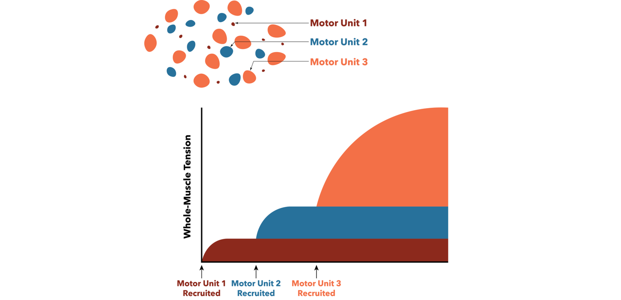 Spinal Motor Control and Proprioception Introduction to Neuroscience