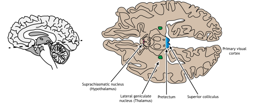 Illustrated horizontal section of the brain showing retinal projection locations. Details in caption.