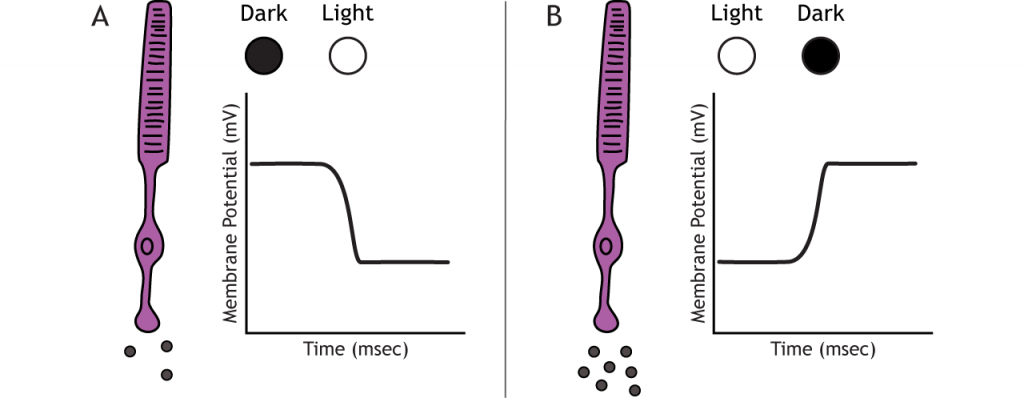 Illustration of photoreceptor receptor potentials in response to light changes. Details in caption.