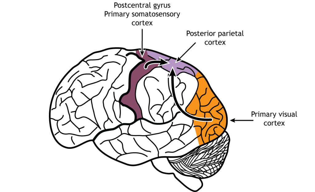 Illustration of the brain showing sensory information traveling to the posterior parietal lobe. Details in caption.