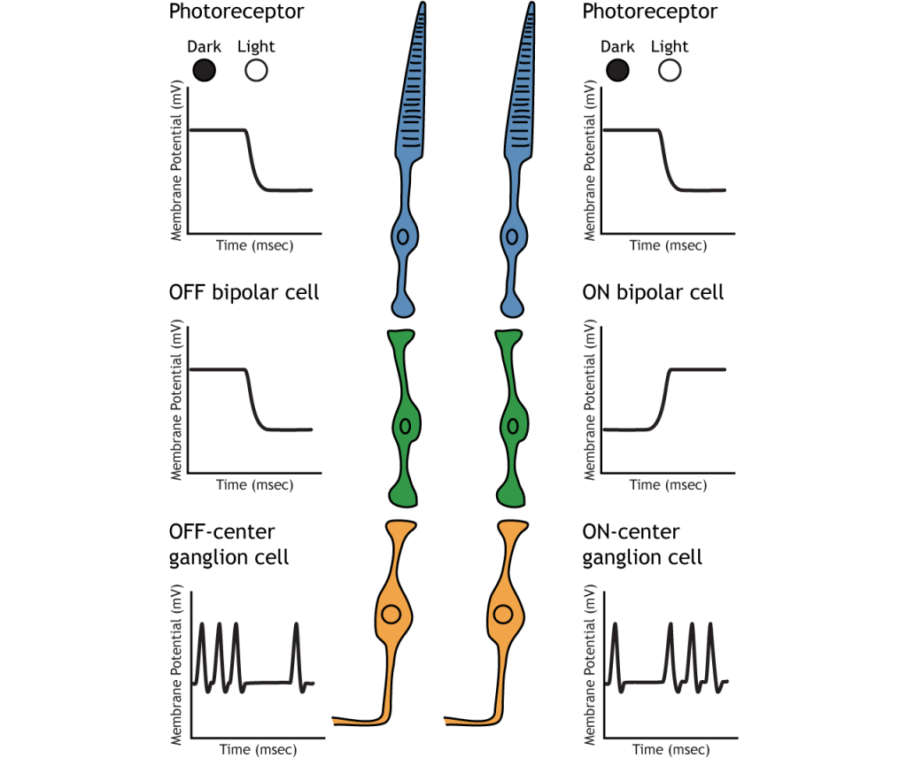Illustration of membrane potential changes in retinal neurons after a move from dark to light. Details in caption.