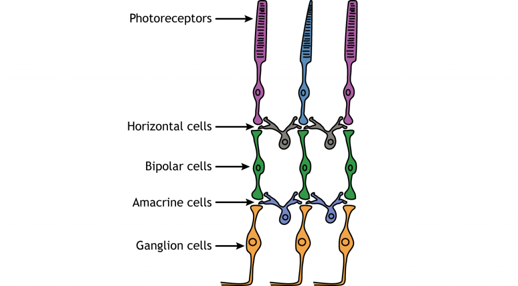 Illustration of the neuronal cell layers of the retina. Details in caption.