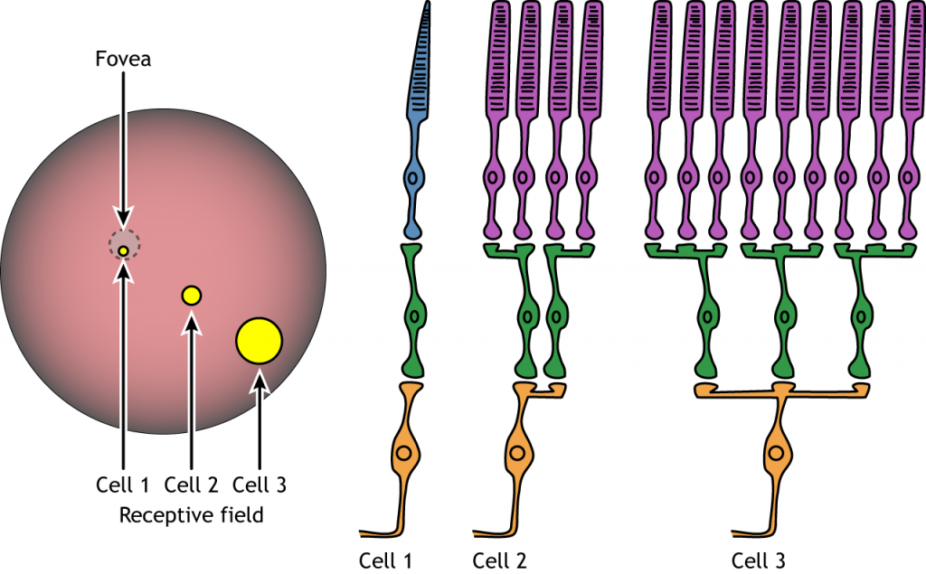 Illustration of receptive field size and neuron convergence in the retina. Details in caption.