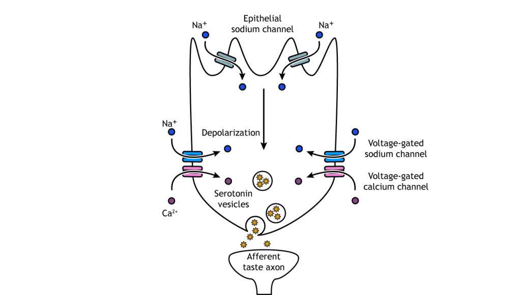 Illustration of salt taste transduction pathway. Details in caption.
