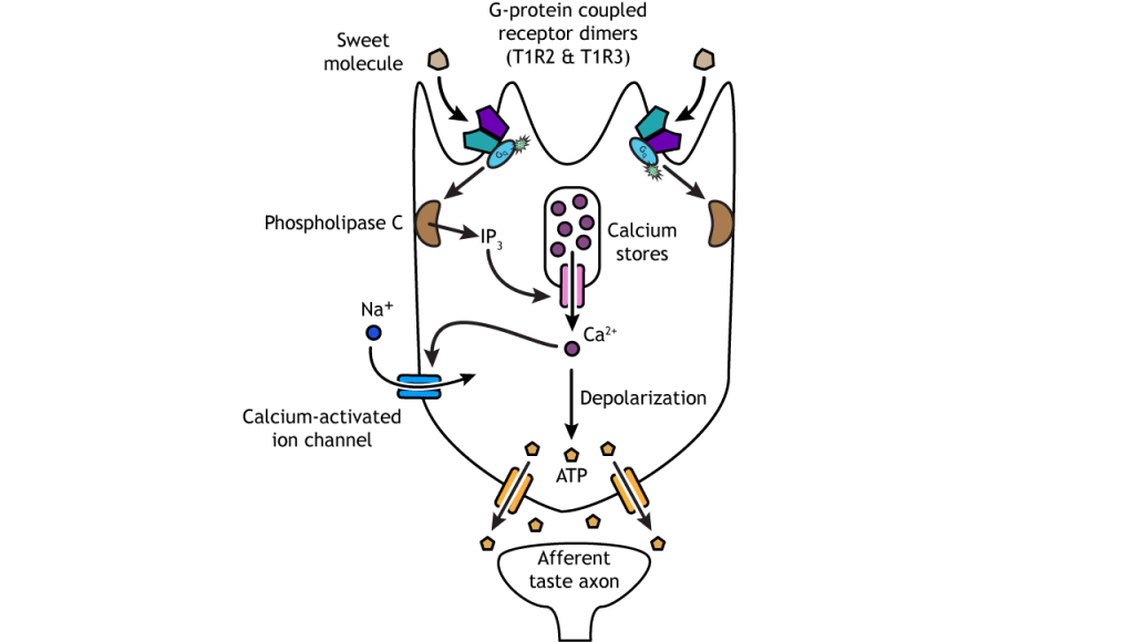 Illustration of sweet taste transduction pathway. Details in caption.