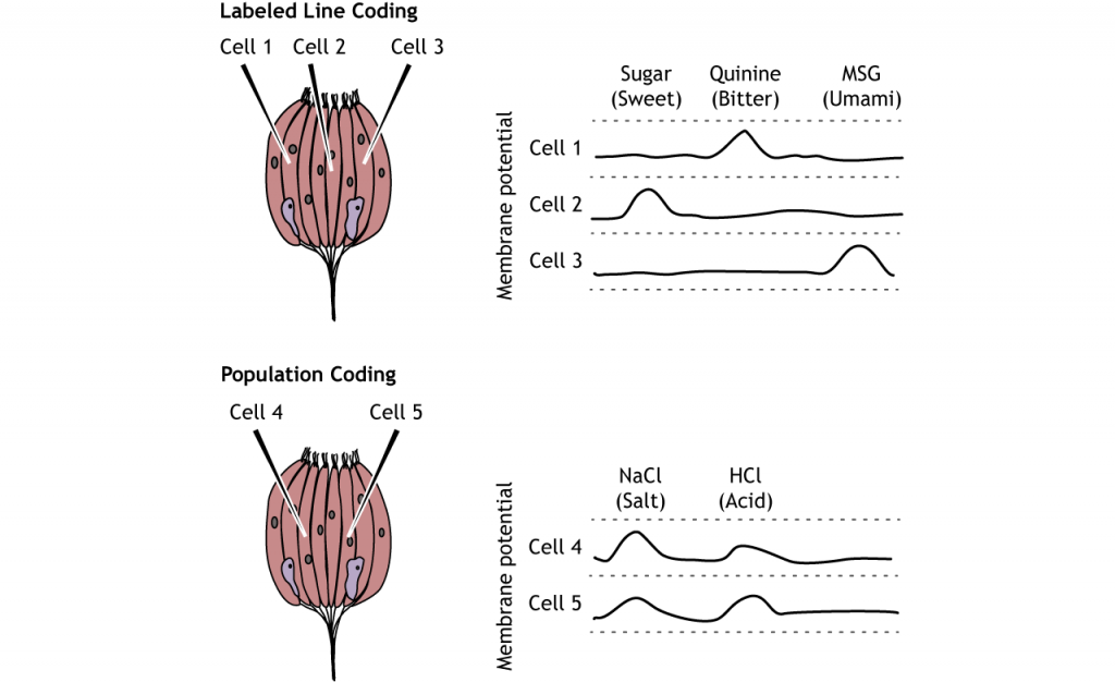 Illustration of labeled line and population coding in the taste cells. Details in caption.
