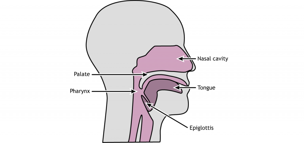Illustration of mouth and throat anatomy. Details in caption.