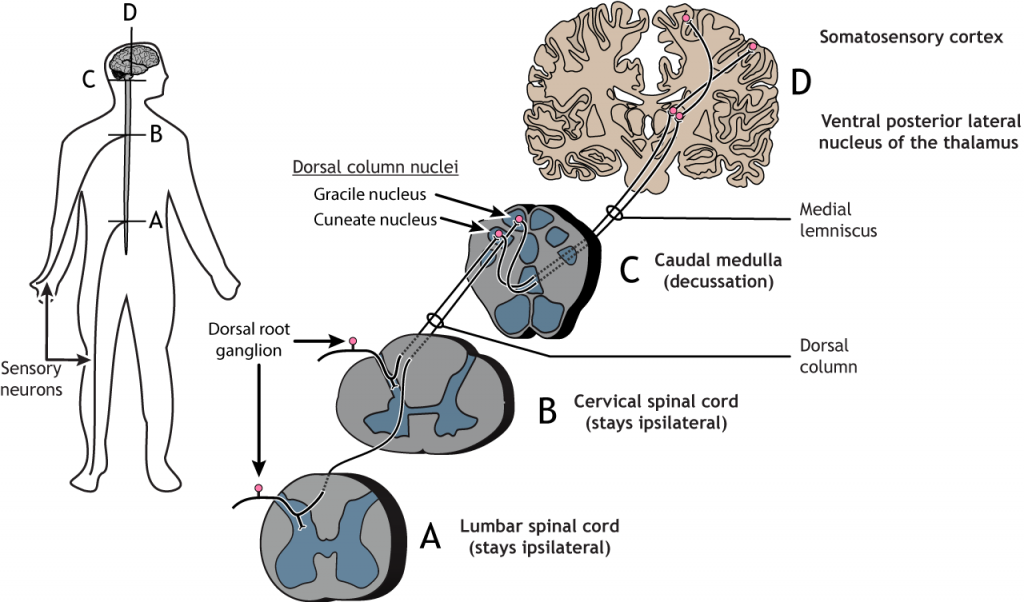 Illustrated pathway of the touch pathway from the sensory neuron in the body to the somatosensory cortex. Details in caption and text.