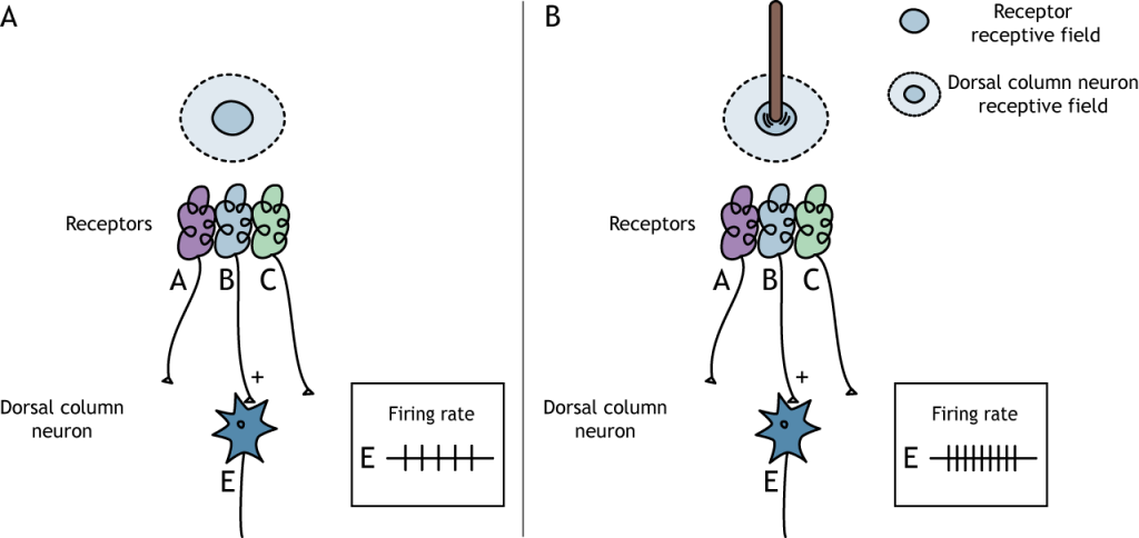 Illustration of activating the center of a dorsal column neuron receptive field. Details in caption.