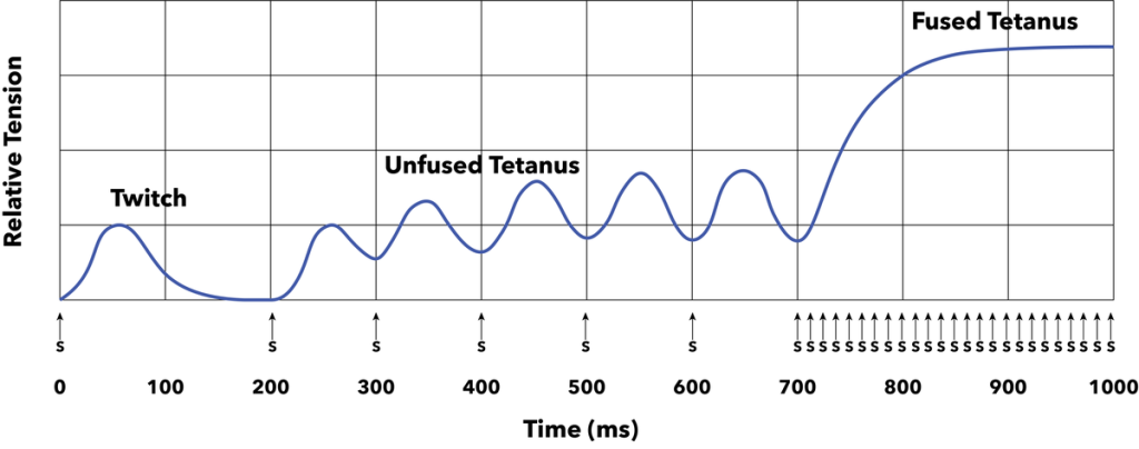 Graph comparing a single muscle twitch, unfused tetanus, and fused tetanus. Details in caption and text.