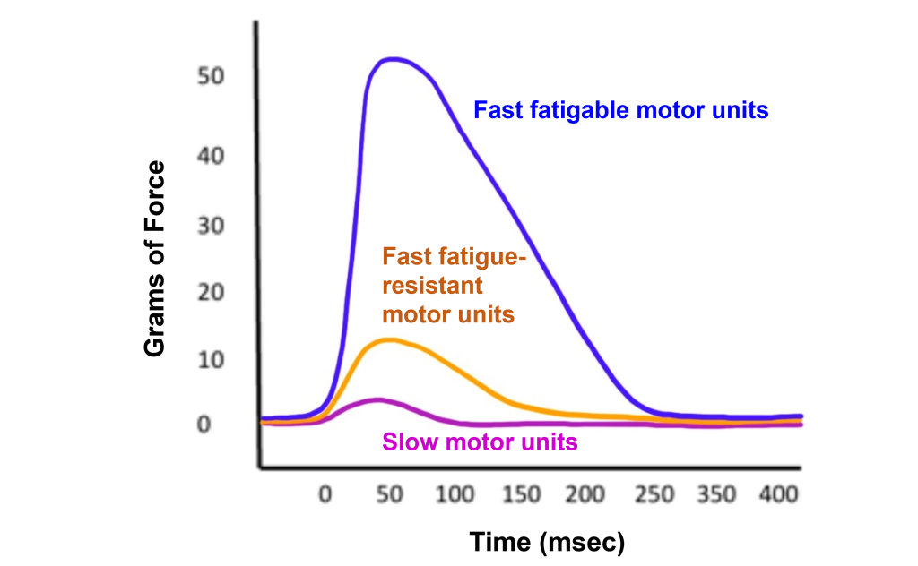 Graph of force generated by different types of motor units. Details in caption and text.