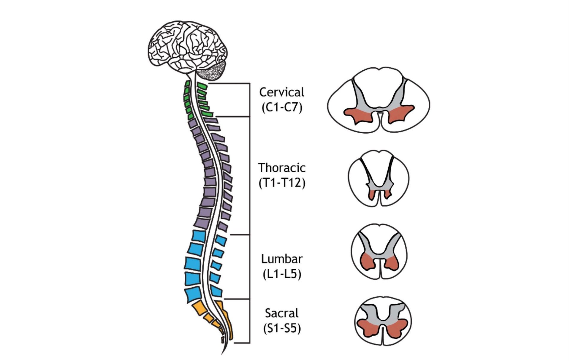 spinal-motor-control-and-proprioception-introduction-to-neuroscience