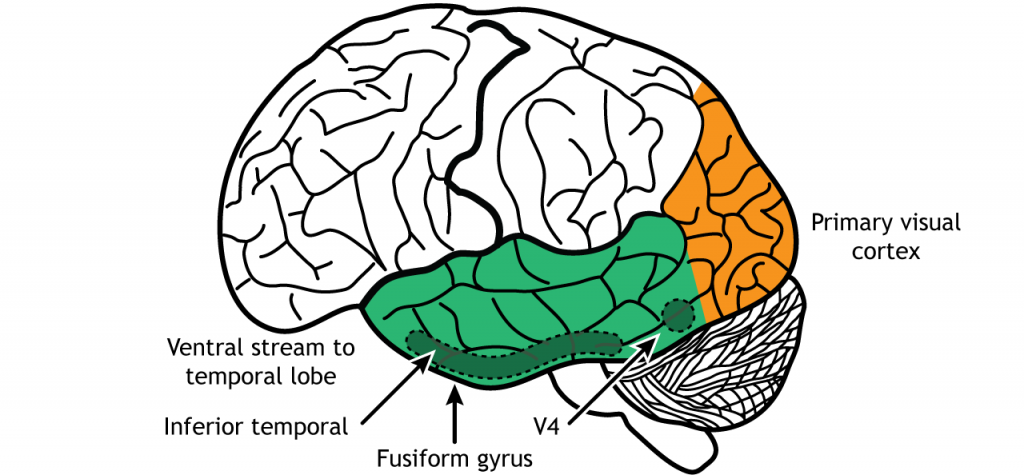 Illustration of the ventral stream through V4, the inferior temporal lobe, and the fusiform gyrus. Details in caption.