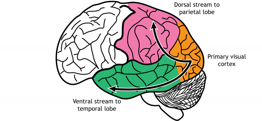 Illustration of brain showing dorsal and ventral visual processing streams. Details in caption.