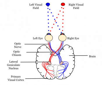 Visual System: Central Processing – Introduction to Neuroscience