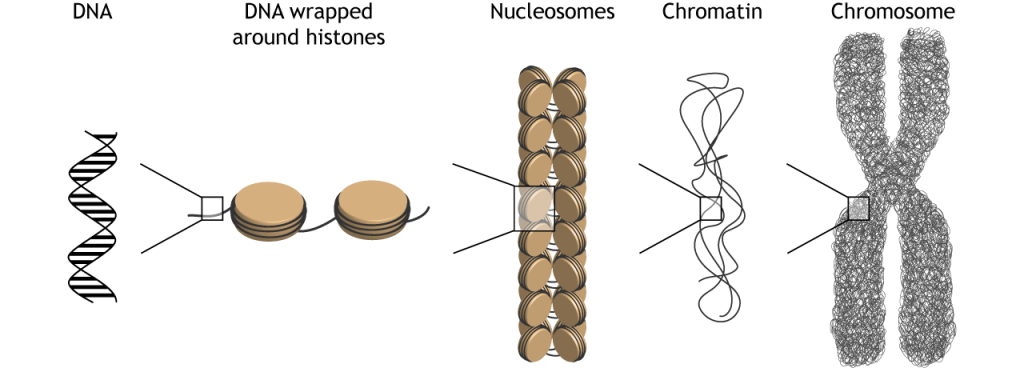 Illustration of how DNA is packaged and condensed into chromosomes in the cell. Details in caption.