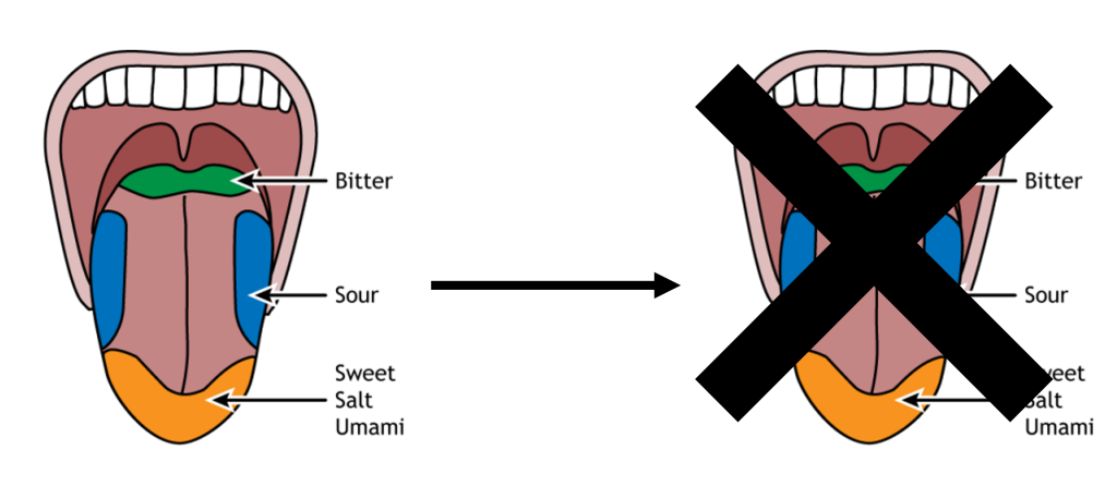 Illustration of the tongue and regions that are most sensitive to each of the five basic tastes. However, there is no true map of the tongue because all tastes can be sensed across the entire tongue.Details in caption.
