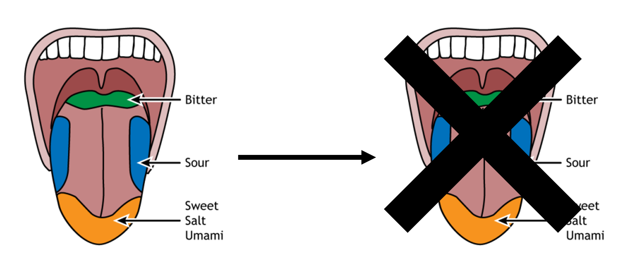 taste-map-of-the-tongue-with-its-four-taste-areas-bitter-sour-sweet