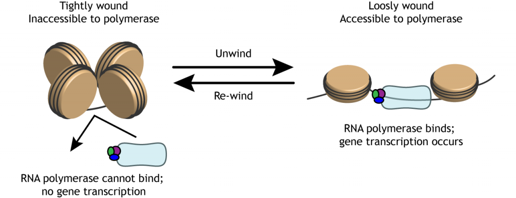 Illustration of tightly wound DNA unwinding so RNA polymerase can bind. Details in caption.