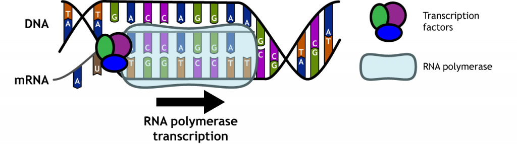Illustration of RNA polymerase transcribing DNA into RNA. Details in caption.