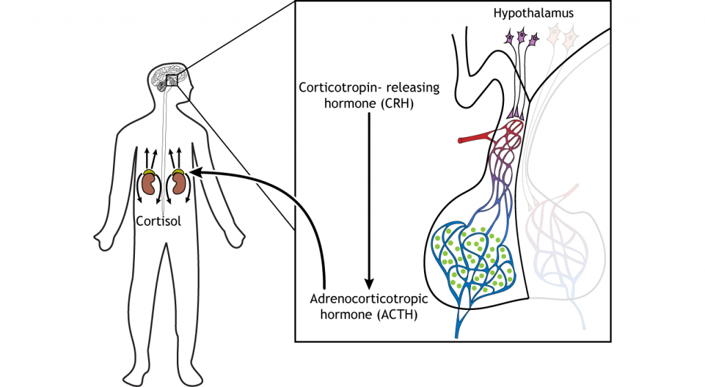 Illustration showing ACTH release from the pituitary causing cortisol release from the adrenal glands. Details in caption and text.