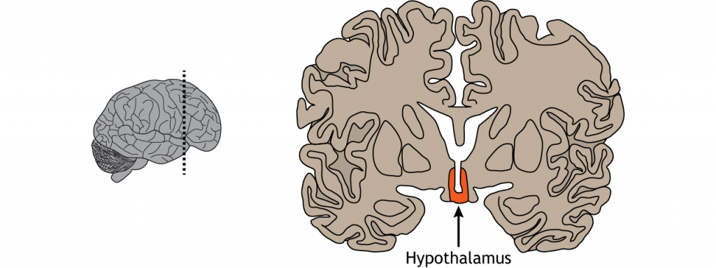 Illustration of a coronal section of the brain showing the location of the hypothalamus. Details in caption.