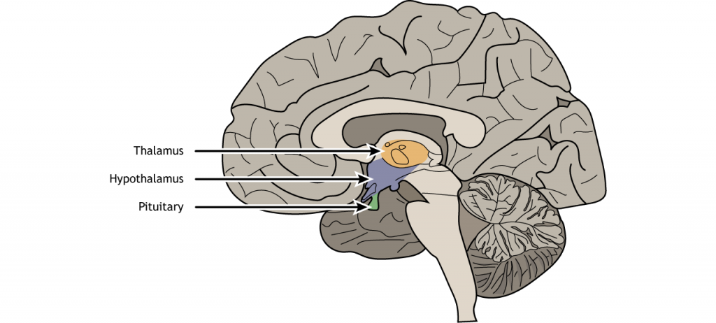 Illustration of a sagittal section of the brain showing the location of the hypothalamus and the pituitary.