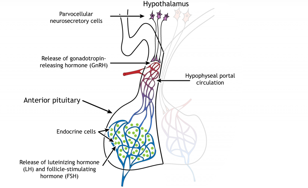 Illustration showing GnRH, LH, and FSH hormone release from the hypothalamus and pituitary. Details in caption and text.