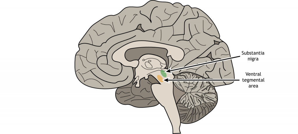 Illustration of a sagittal section of the brain showing the ventral tegmental area and substantia nigra. Details in text and caption.