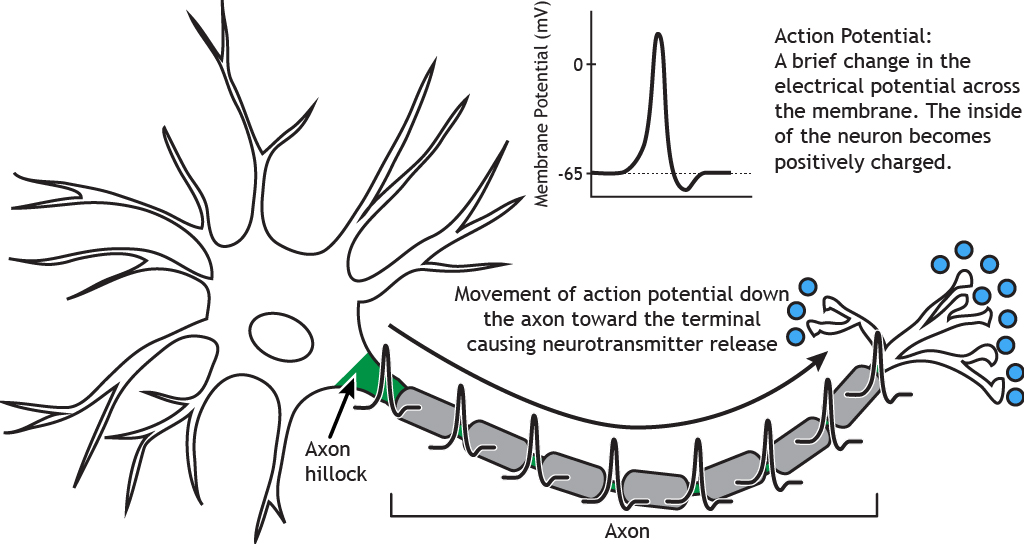 Illustrated neuron highlighting the movement of an action potential down the axon hillock and axon. Details in caption.
