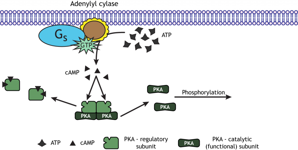 Adenylyl cyclase signaling pathway. Details in caption.