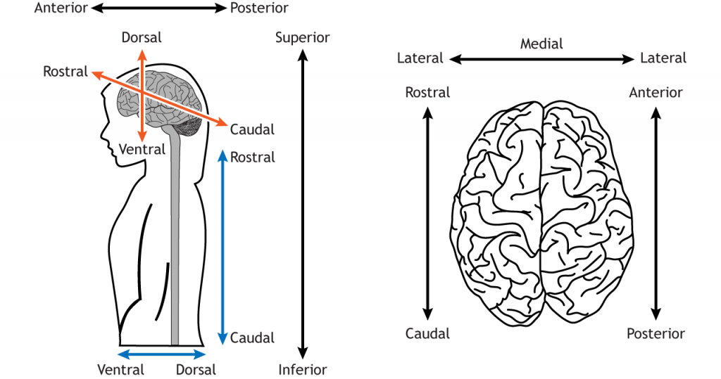 Illustration of a body and a brain showing directional anatomical terms. Details in caption and text.
