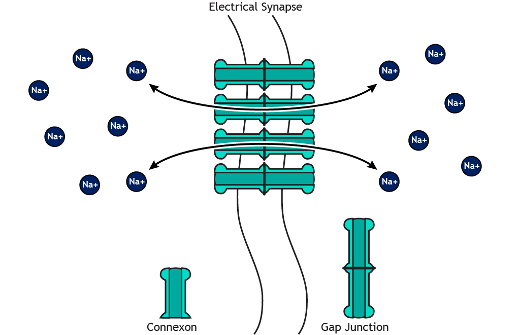 Illustrated electrical synapse with bidirectional ion flow. Details in caption.