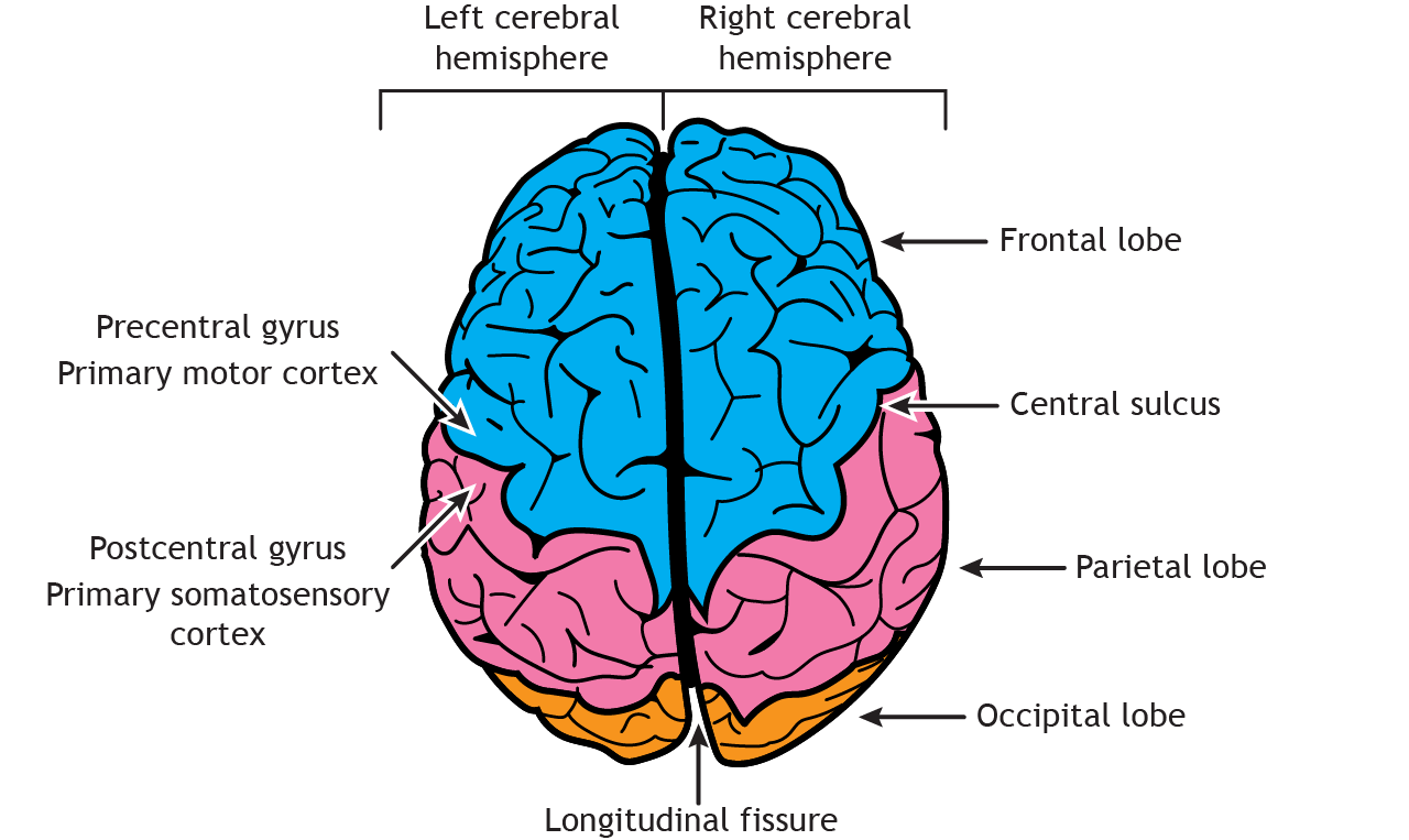 Illustration of the dorsal surface of the brain. Details in text and caption.