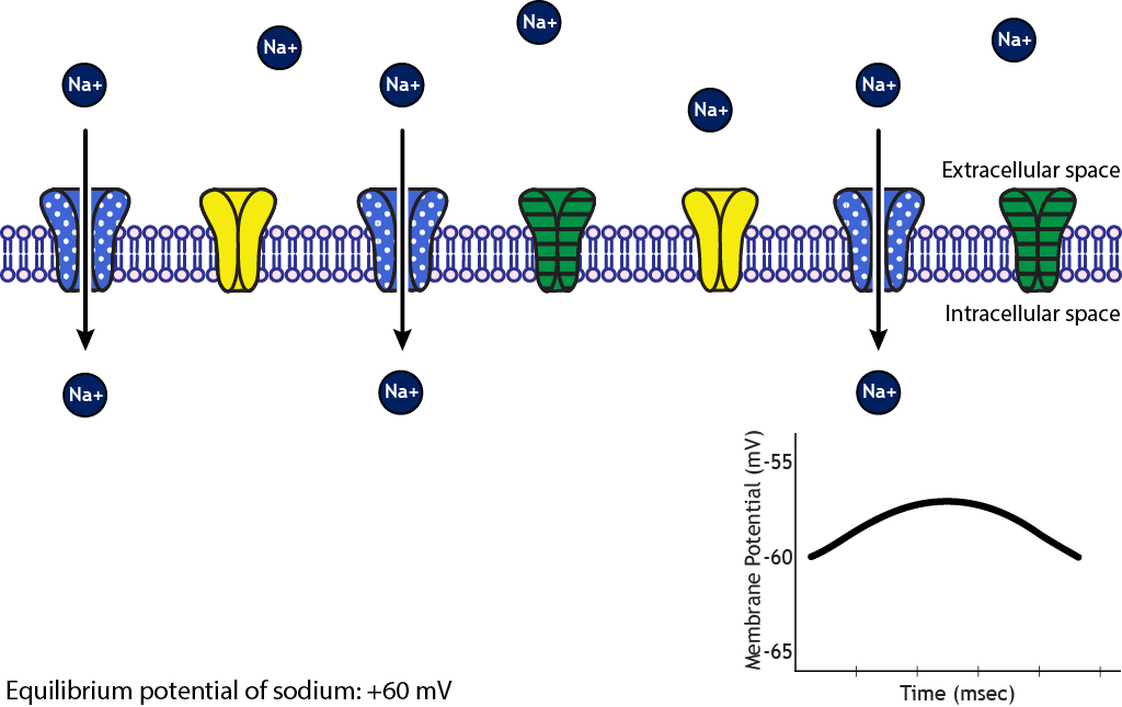 Illustrated membrane showing sodium ion movement into the cell. Details in caption.