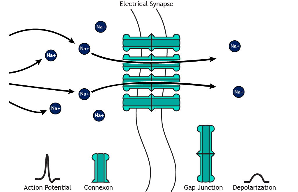 Illustrated electrical synapse with ion flow. Details in caption.