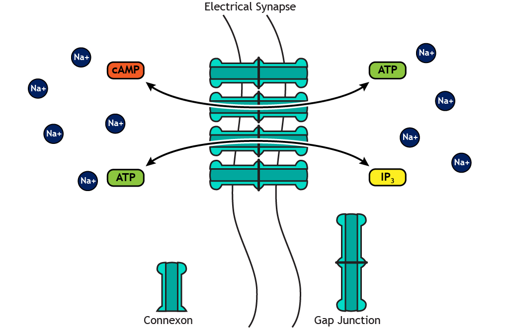 Illustrated electrical synapse showing small molecules crossing the membrane. Details in caption.