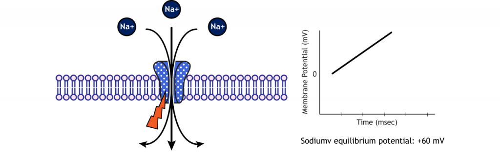 Sodium flows into the cell via voltage-gated sodium channels to reach equilibrium. Details in caption.