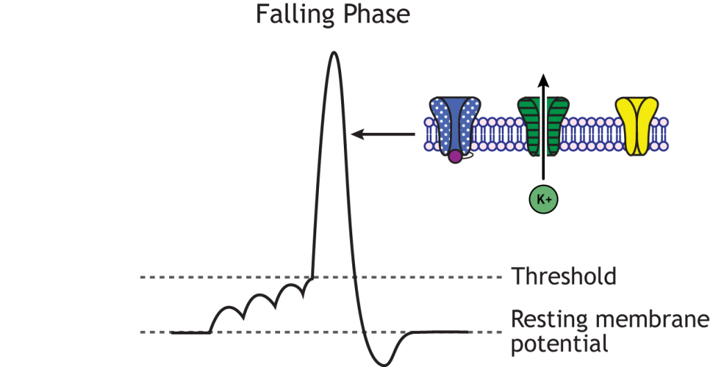 Action potential graph highlighting the falling phase, inactivated sodium channels, and open voltage-gated potassium channels. Details in caption.
