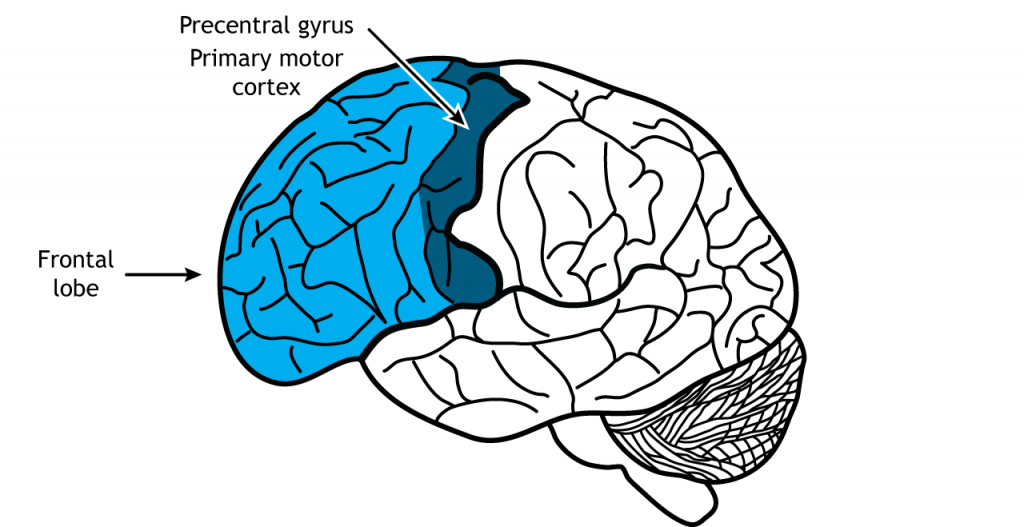 Illustration of the brain showing the frontal lobe. Details in text.
