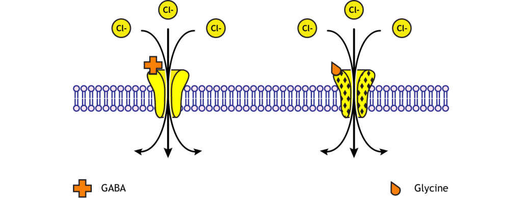 GABA and glycine receptors are chloride channels. Details in caption.