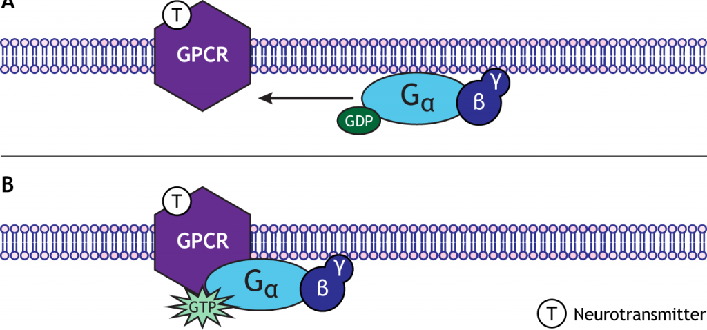 Illustrated G-protein binding to G-protein coupled receptors. Details in caption.