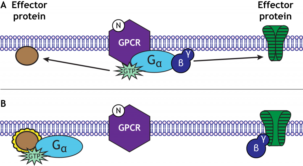 G-protein subunits can have separate effects. Details in caption.