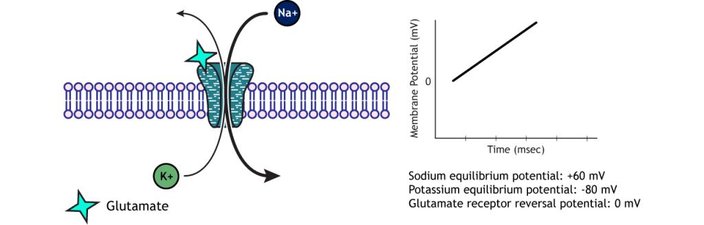 Sodium and potassium flow through a glutamate receptor to reach the reversal potential. Details in caption.