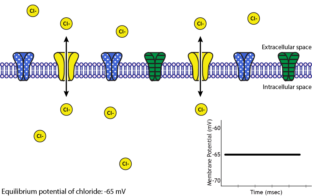 Illustrated membrane showing chloride ion movement at equilibrium. Details in caption.