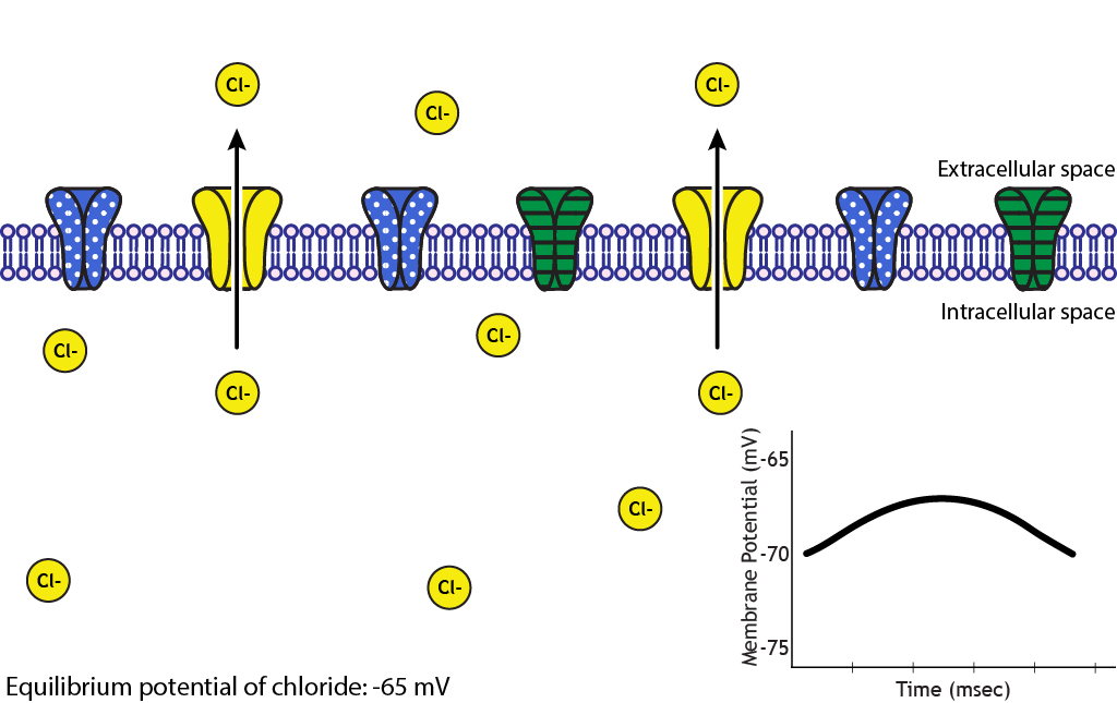 Illustrated membrane showing chloride efflux causing an inhibitory depolarization. Details in caption.