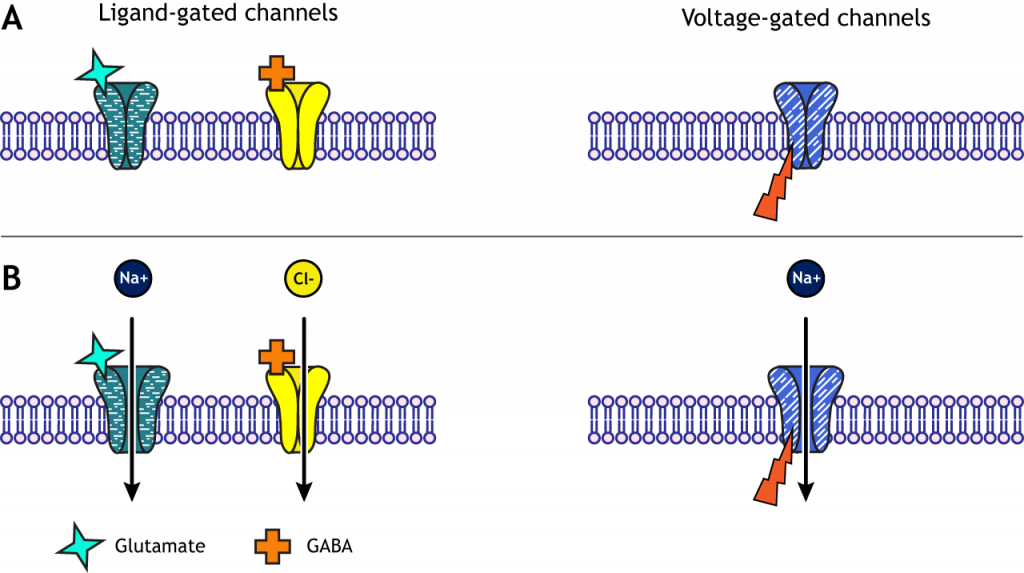 Illustrated channels showing the difference between voltage-gating and ligand-gating. Details in caption.